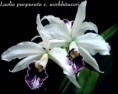 /album/fotogalerie-laelia-purpurata/l-purpurata-var-werkhauseri-jpg/